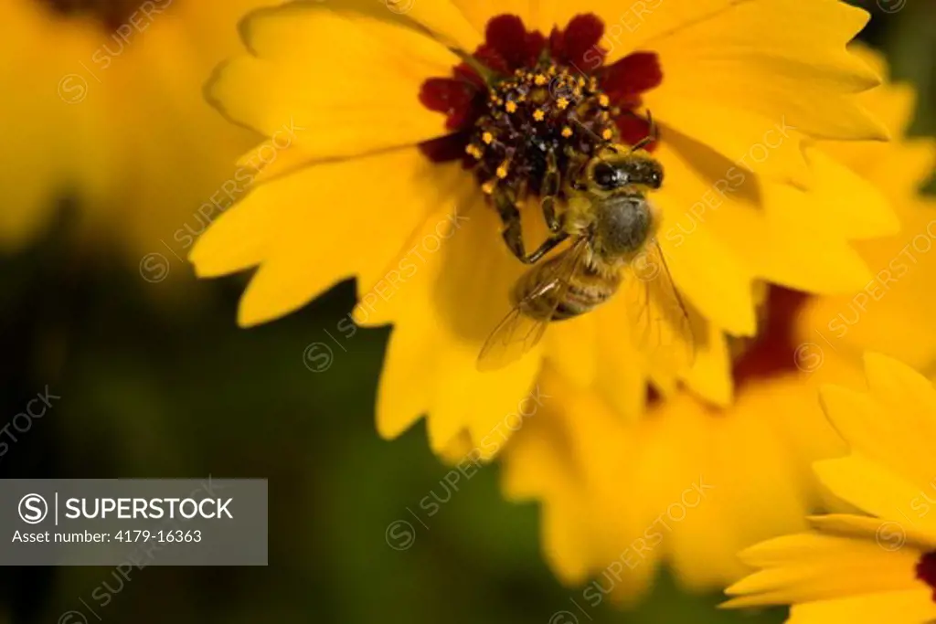 Honeybees working coreopsis field   Coastal Bend, Texas