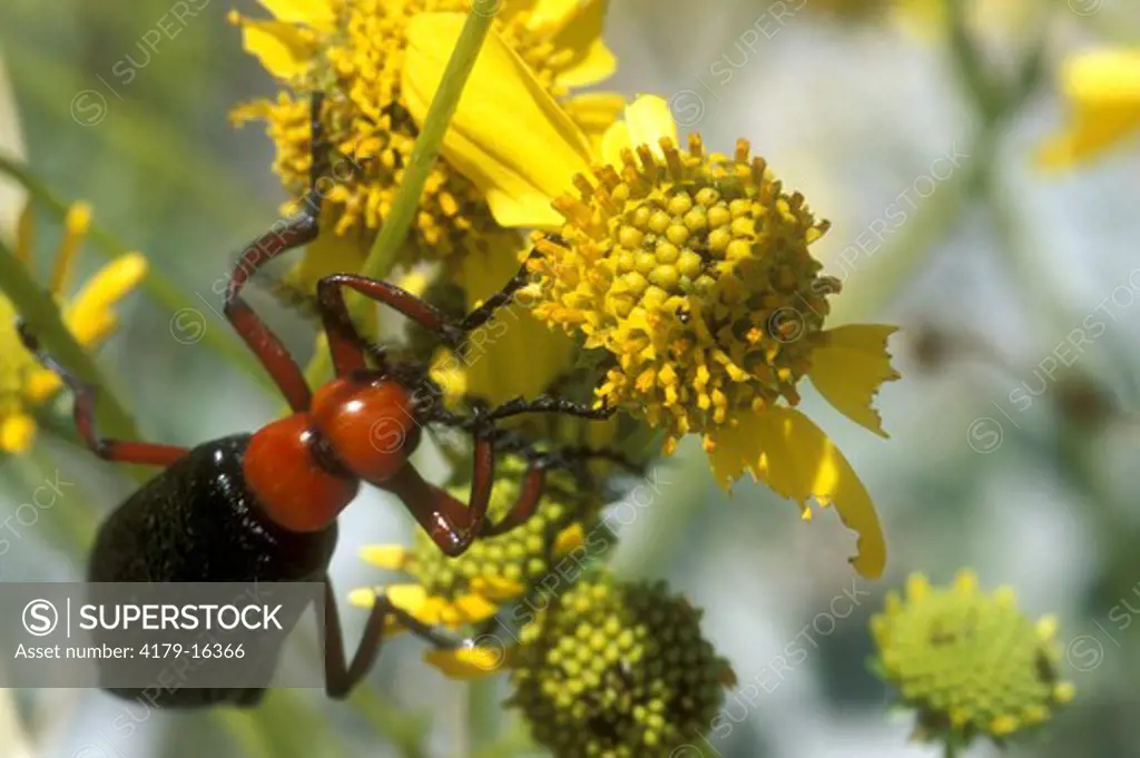 Blister Beetle Feeding on Brittlebrush  Anza-Borrega State Park, CA