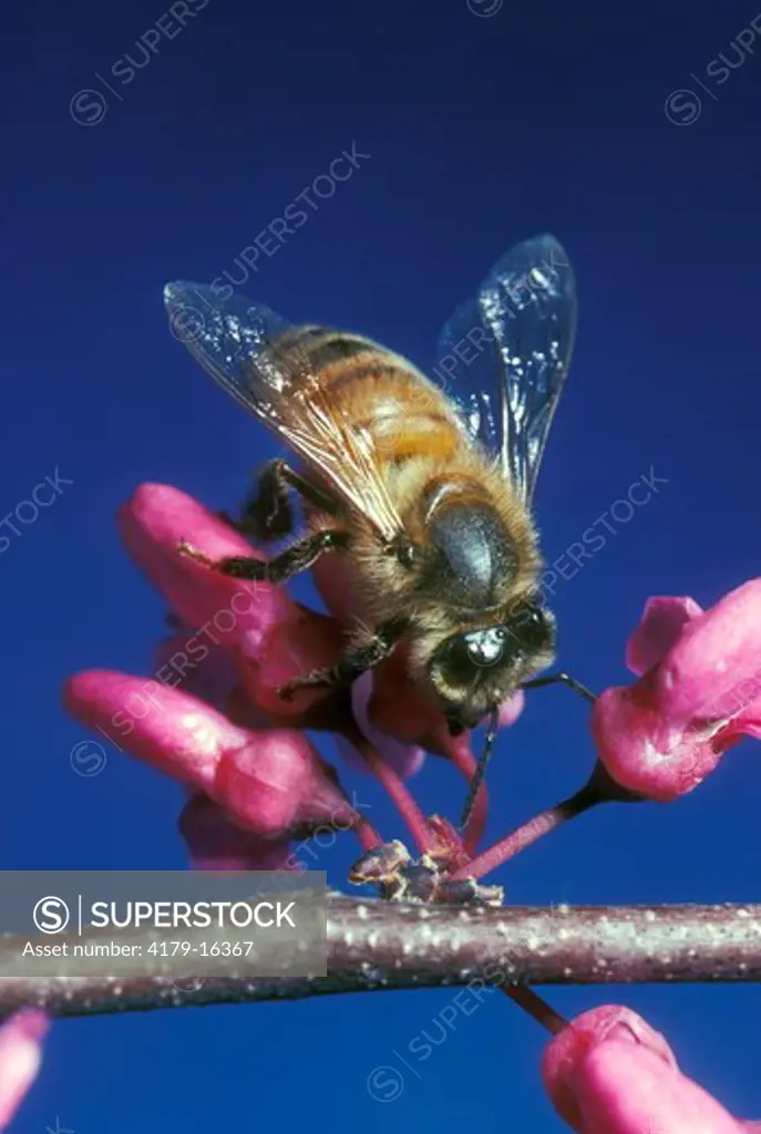 Honeybee (Apis mellifera) USA