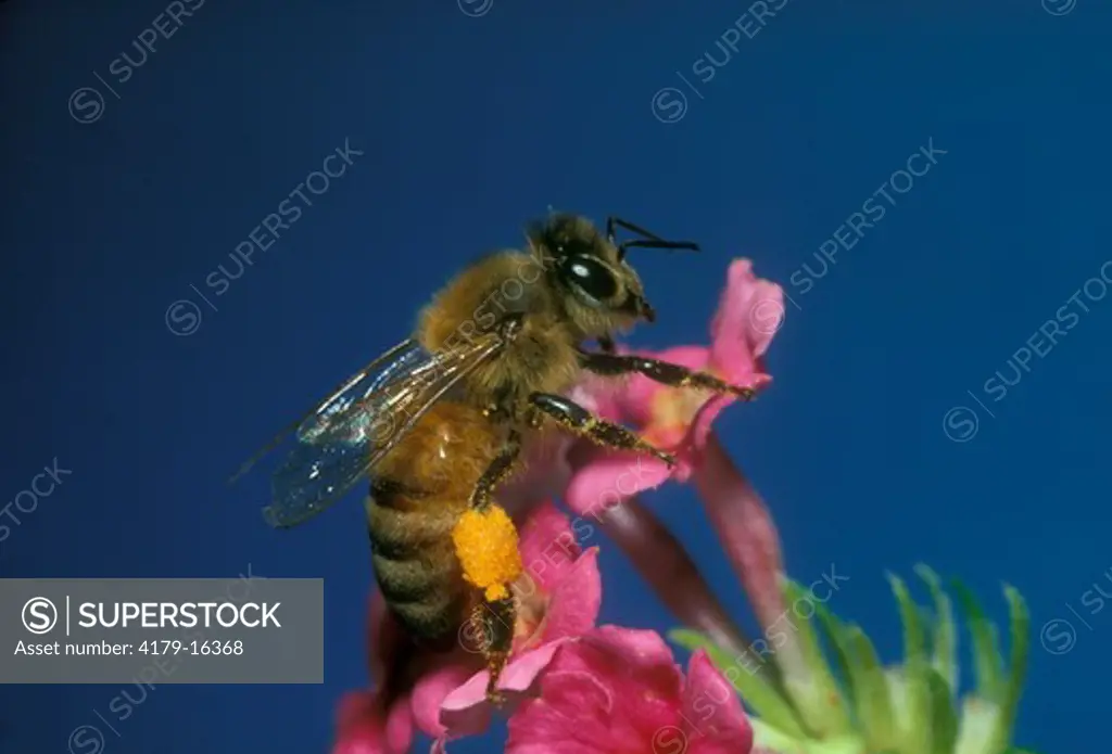 Honeybee (Apis mellifera) w/ mass of collected pollen in basket on rear leg - GA, Georgia
