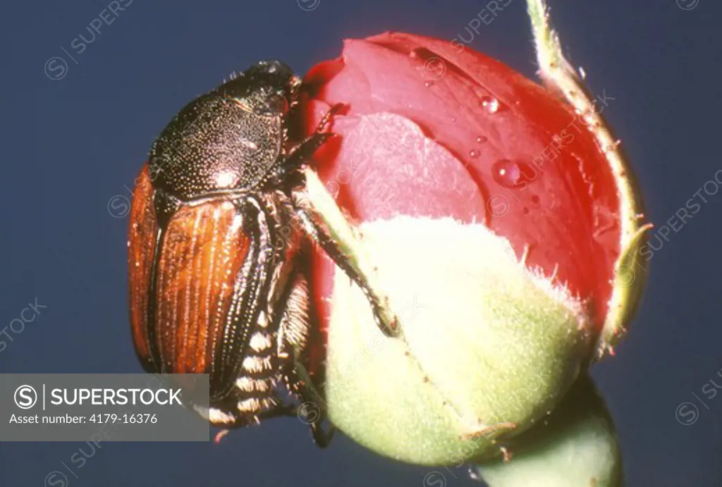 Japanese Beetle (Papillia japonica)