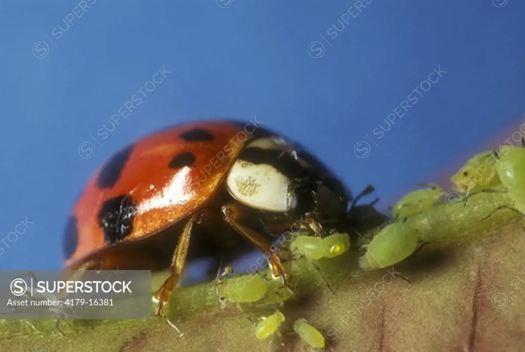 Asian Ladybug eating Aphids (Harmonia axyridis)