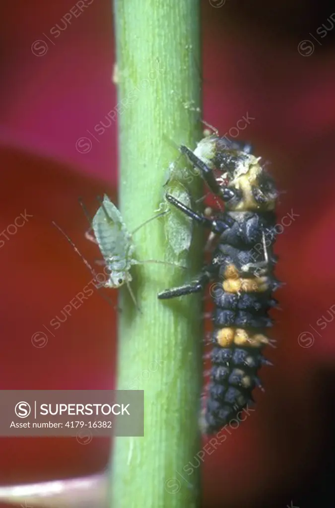 Ladybird Beetle Larva eats Aphids (Hippodamia sp)