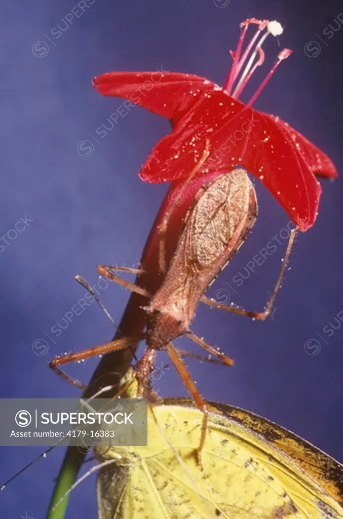 Assassin Bug stabs Butterfly