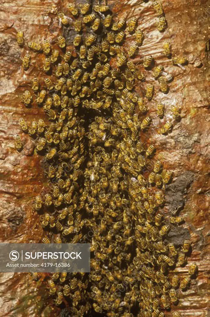 Wild Honey Bee Hive in tree (Apis mellifera) Everglades Natl Park