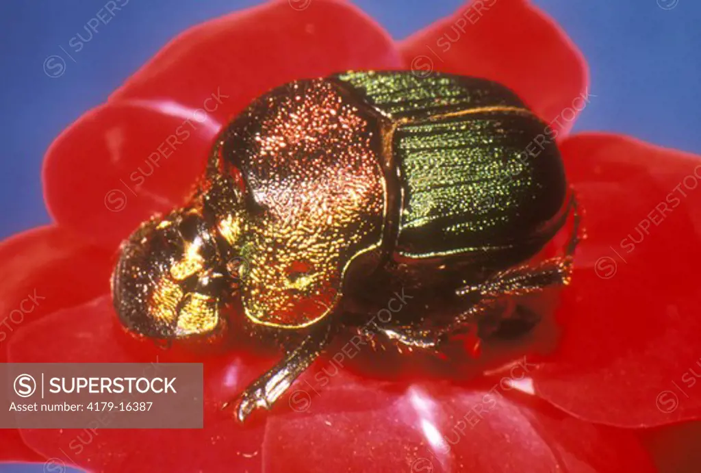 Rainbow Scarab Beetle aka Scarab Dung Beetle (Phanaeus vindex)
