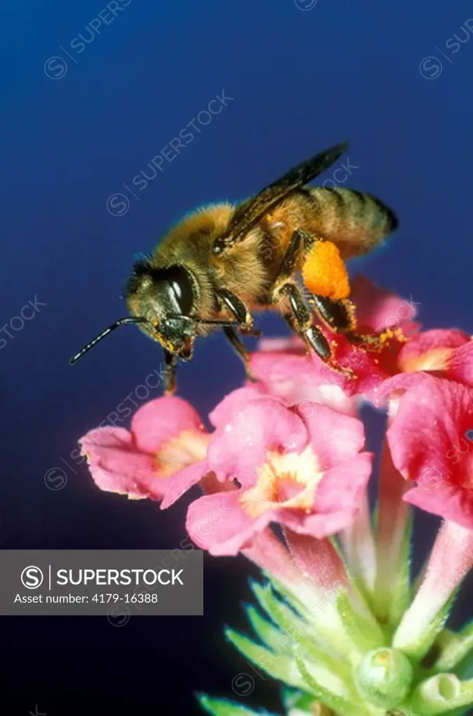 Honeybee, (Apis mellifera) pollen