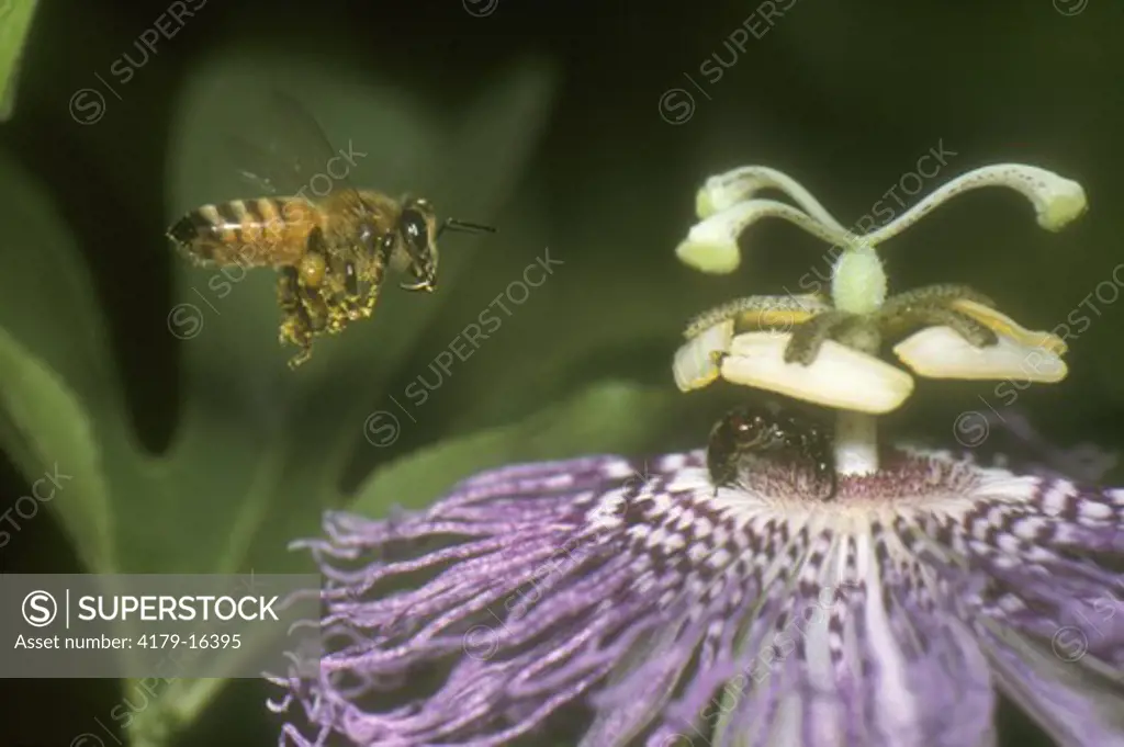 Honeybee in flight (Apis mellifera)