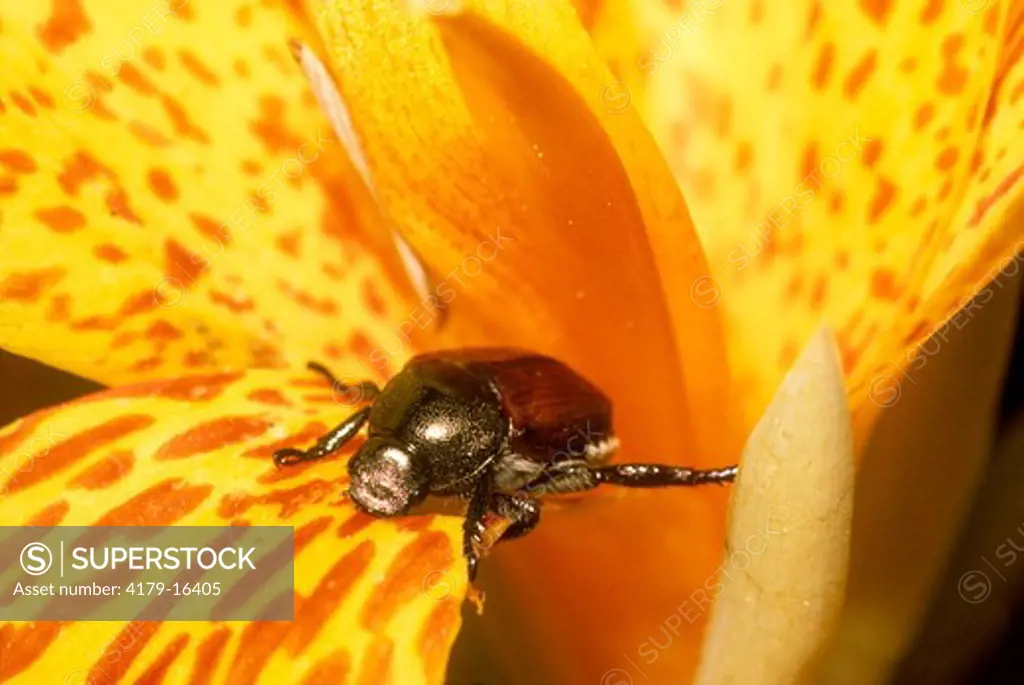 Japanese Beetle (Popilla japonica) on Canna flower