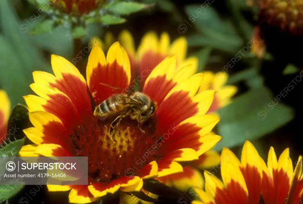 Honey Bee Pollinating Blanket Flower (Apis mellifera) La Canada, California