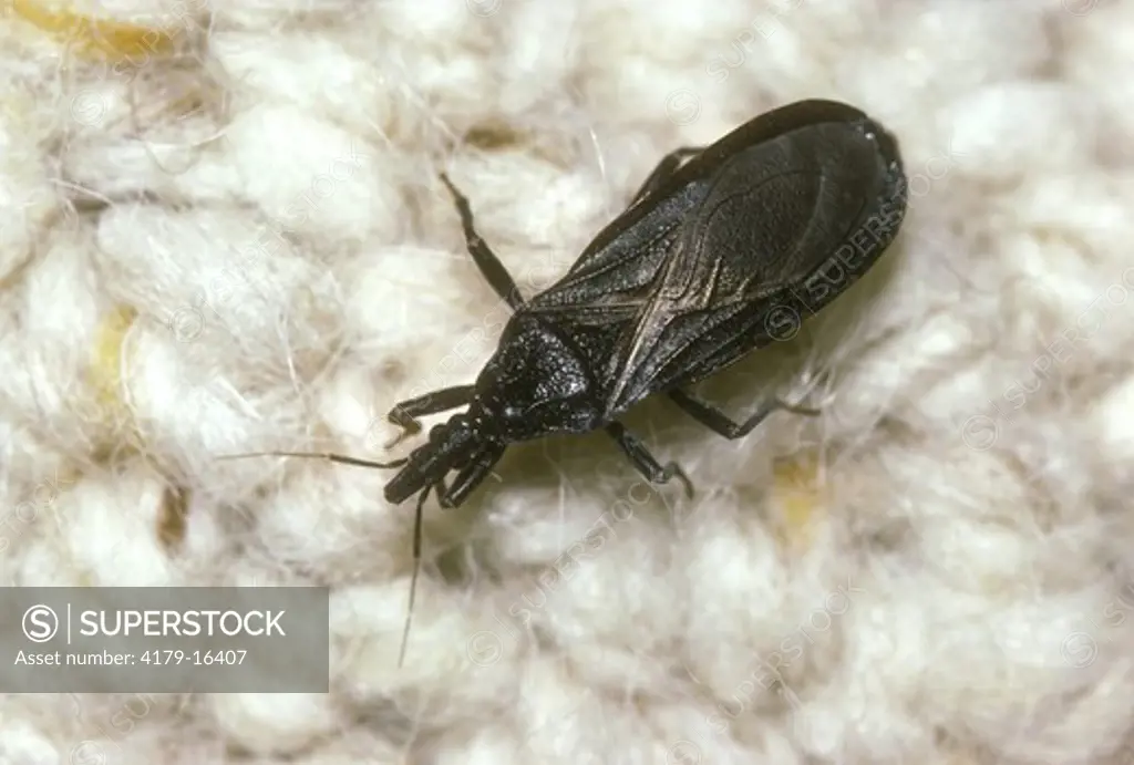 Big Bed Bug (Triatoma protracta) W. Bloodsucking Conenose