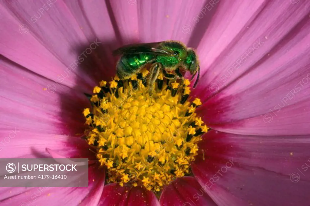Metallic Sweat Bee  (Agapostemon sp) Pollenating Cosmos/S Coast Bot Garden/CA
