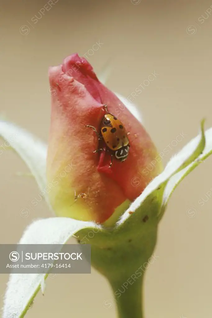 Convergent Ladybird Beetle (Hippodamia convergens) thermoregulation by seeking shaded side of rose bud Bakersfield, CA