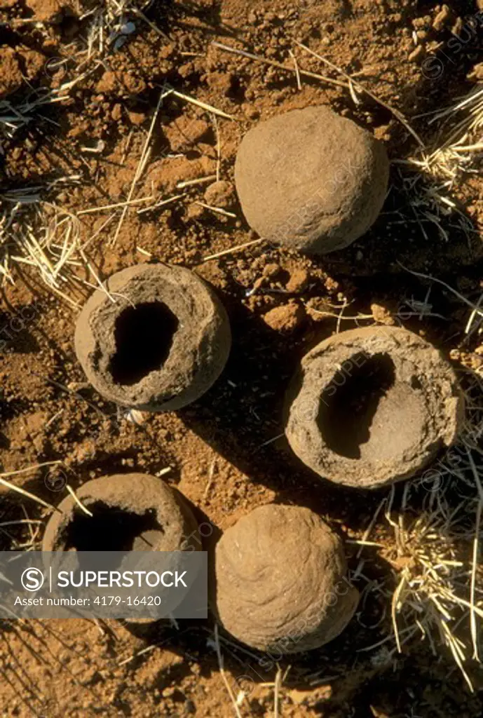 Dung showing Holes made by Dung Beetles which have hatched, Namibia