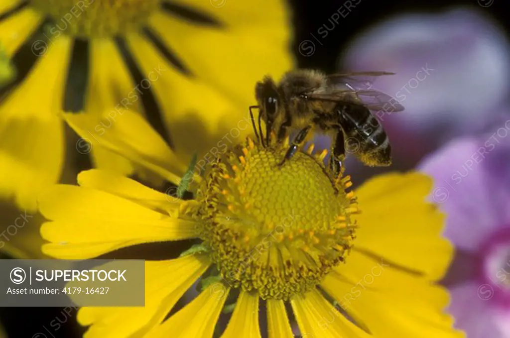 Honey Bee (Apis mellifera), Germany