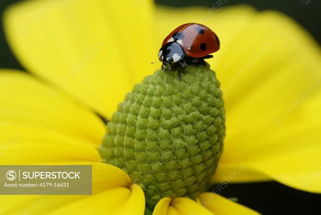 Seven-spotted Lady Bug (Coccinella septempunctata)