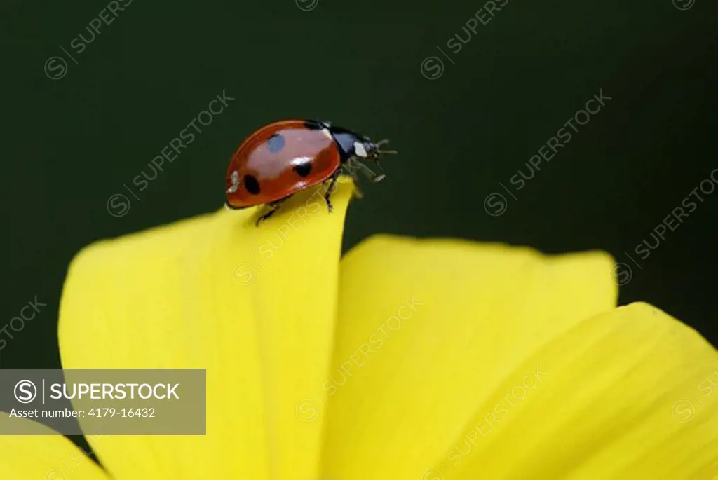 Seven-spotted Lady Bug (Coccinella septempunctata)