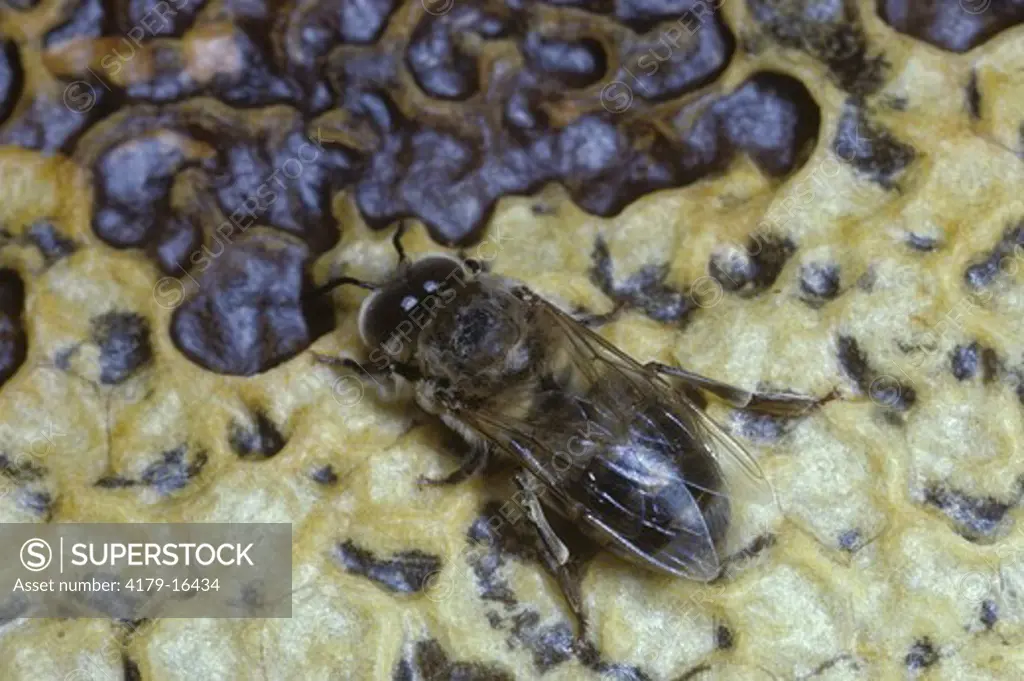 Honeybee Drone (Apis mellifera)