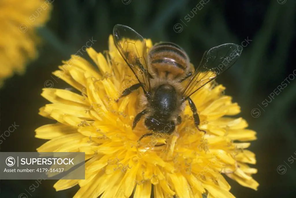 Honeybee on Dandelion (Apis mellifera) Ithaca, New York