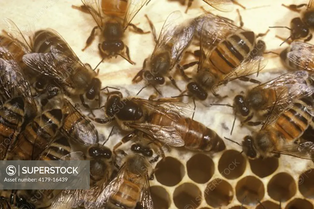 Honeybee Queen with workers (Apis mellifera)