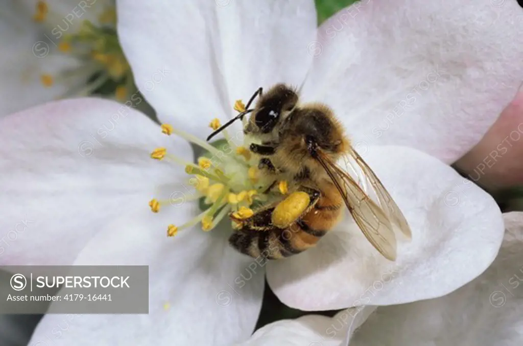 Honeybee on Apple Blossom (Apis mellifera) Ithaca, New York