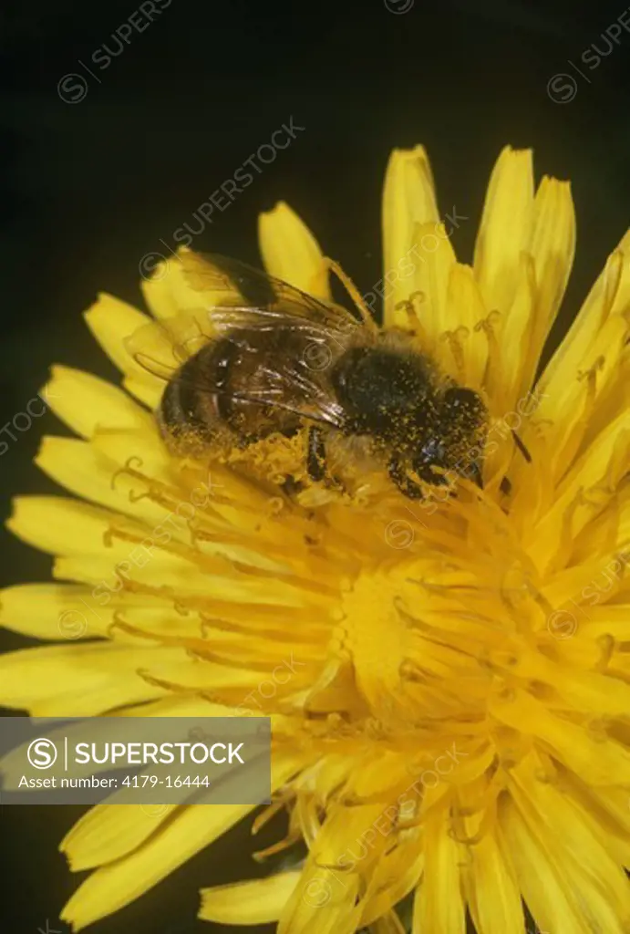 Honey Bee on Dandelion (Apis mellifera) Ithaca, NY
