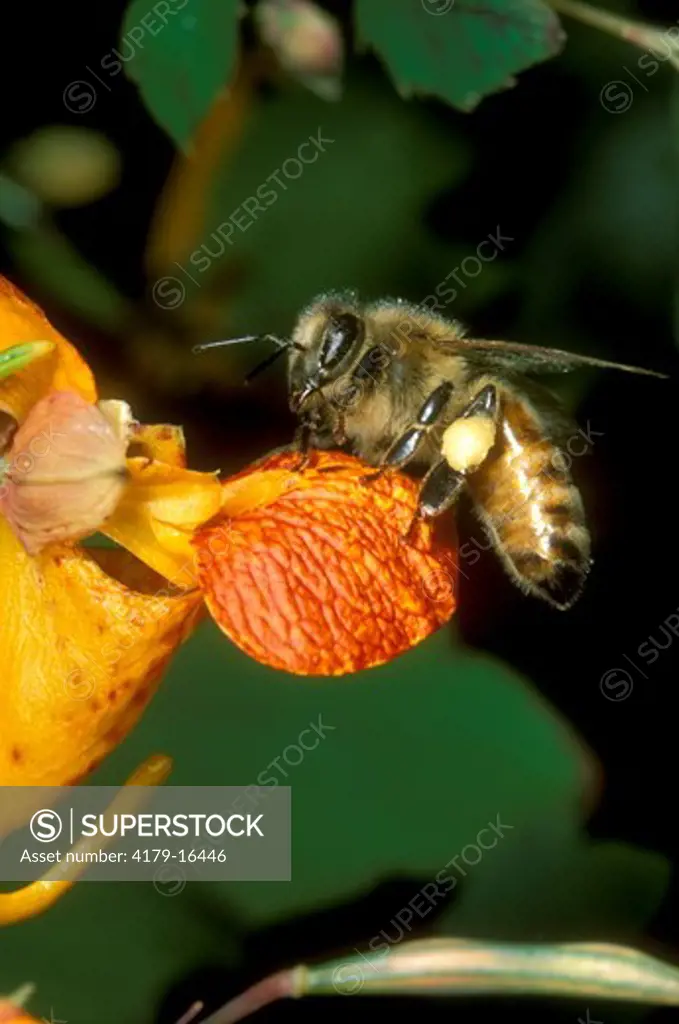 Honeybee (Apis mellifera) on Jewleweed/Impatiens capensis - Ithaca, NY