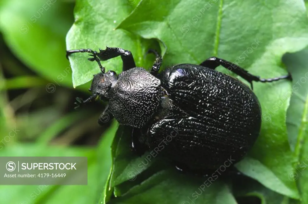 Scarab beetle (Osmoderma scabra) one of the 'odor-of-leather' beetles