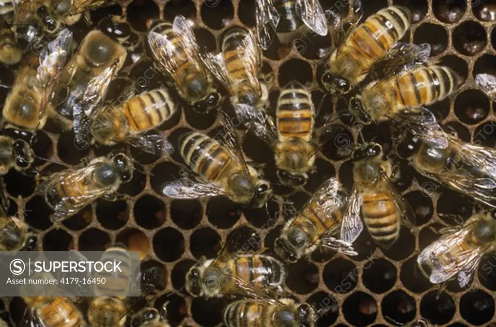 Honeybees on Comb (Apis mellifera) Ithaca, New York