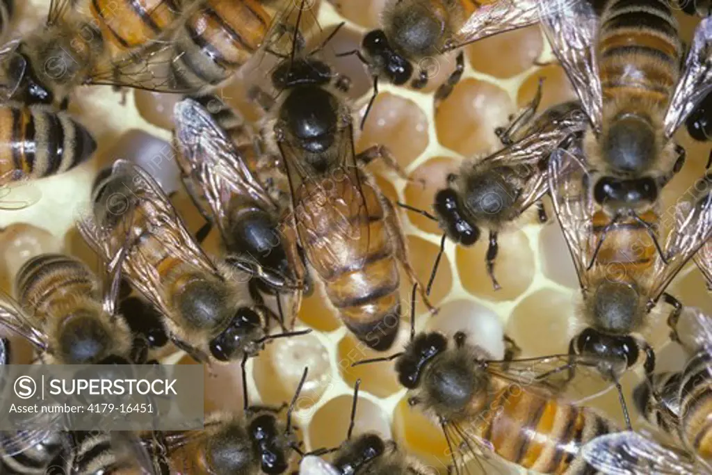 Honeybees on Comb (Apis mellifera) Ithaca, New York