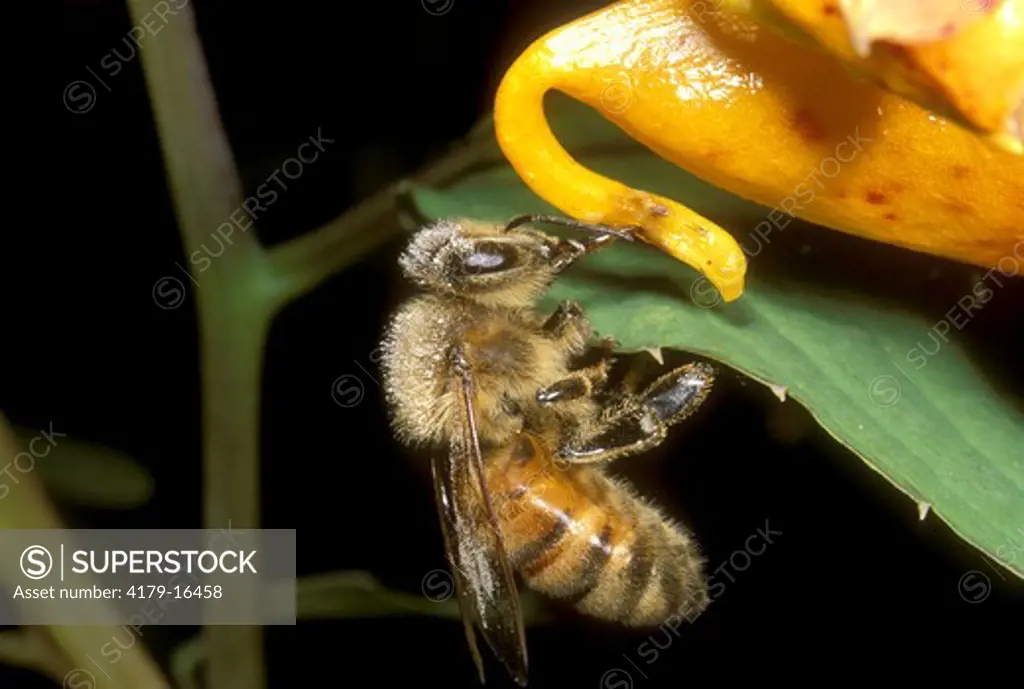 Honeybee  (Apis mellifera) Stealing nectar from Jewelweed  Ithaca, NY