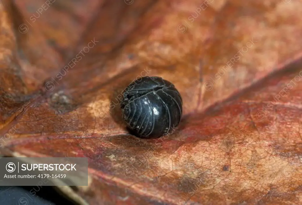 Pill Bug (Armadillidium vulgare) Ithaca, NY