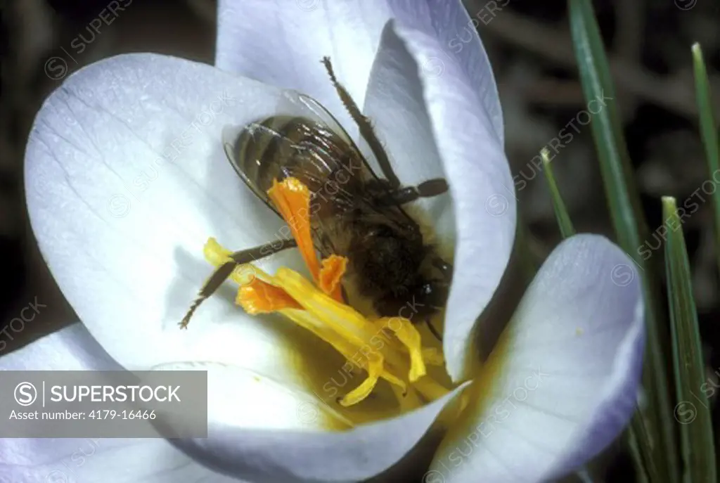 Honeybee in Crocus Flower  (Apis mellifera) Ithaca, NY