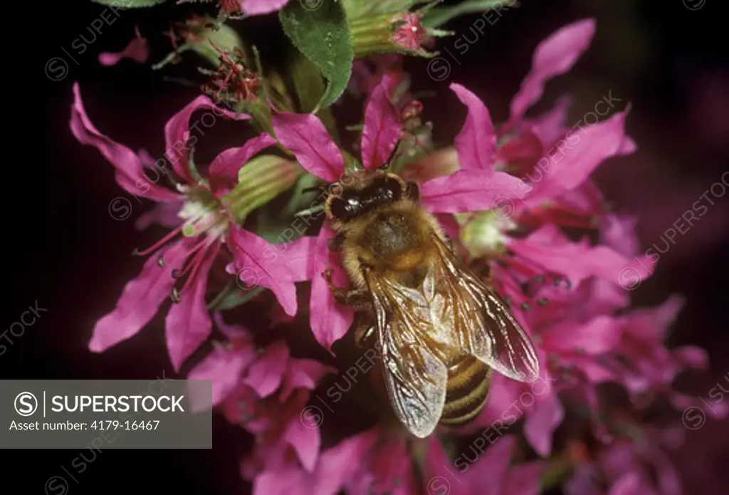 Honeybee on Purple Loosestrife (Apis mellifera) on (Lythrum salicaria) New York
