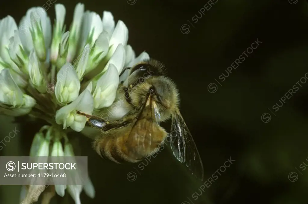 Honeybee on Clover (Apis mellifera) Ithaca, New York
