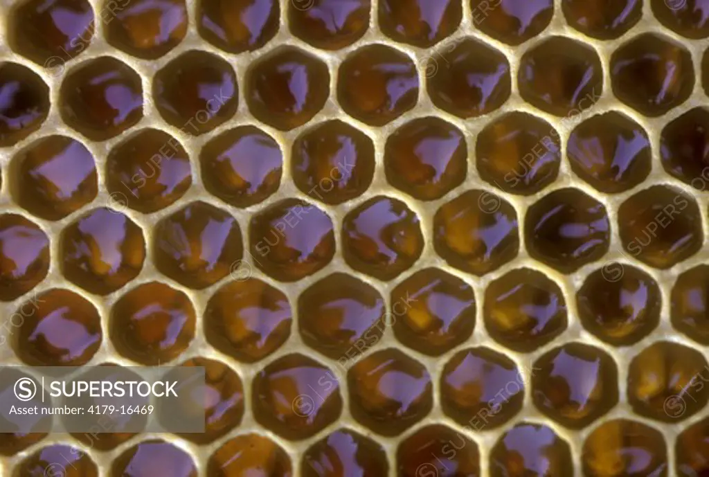 Nectar/Honey in Honeybee Comb (Apis mellifera)