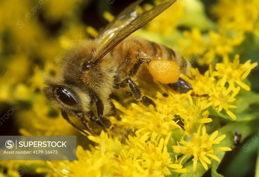 Honeybee - pollen sacs full at Goldenrod - Ithaca, NY (Apis mellifera)