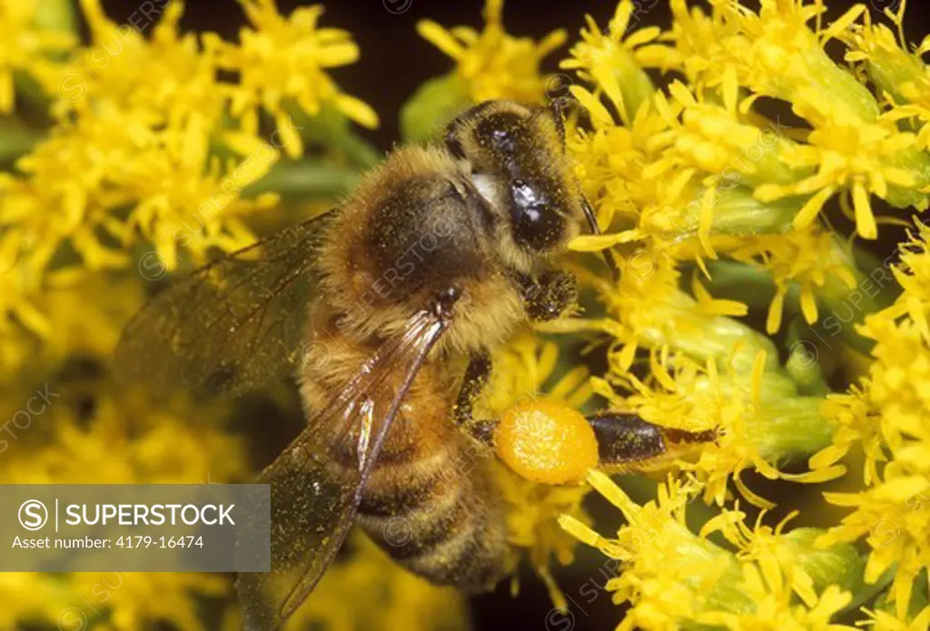 Honeybee - pollen sacs full at Goldenrod - Ithaca, NY (Apis mellifera)