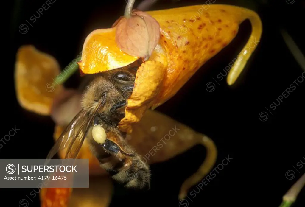 Honeybee entering Jewelweed Flower - Ithaca, NY (Apis mellifera)(I. capensis