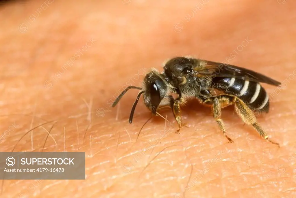 Sweat Bee on arm,  Halictidae, Ithaca, New York
