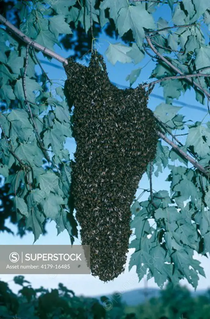 Honeybee Swarm (Apis mellifera) Ithaca, NY