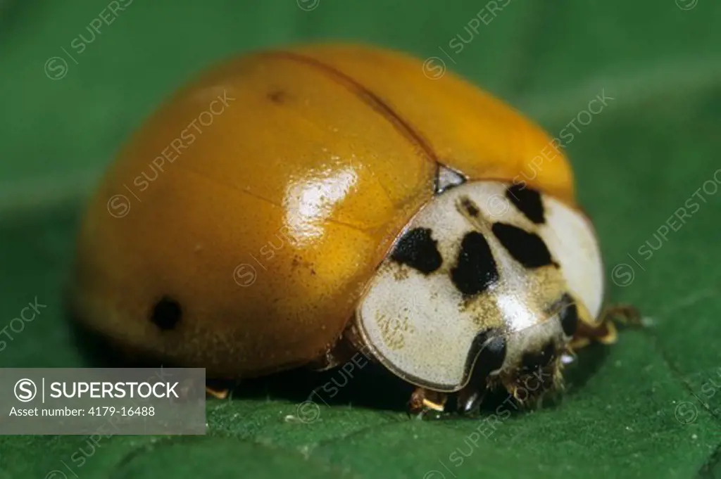 Lady Bug or Ladybird Beetle (Harmonia axyridis), Ithaca, NY