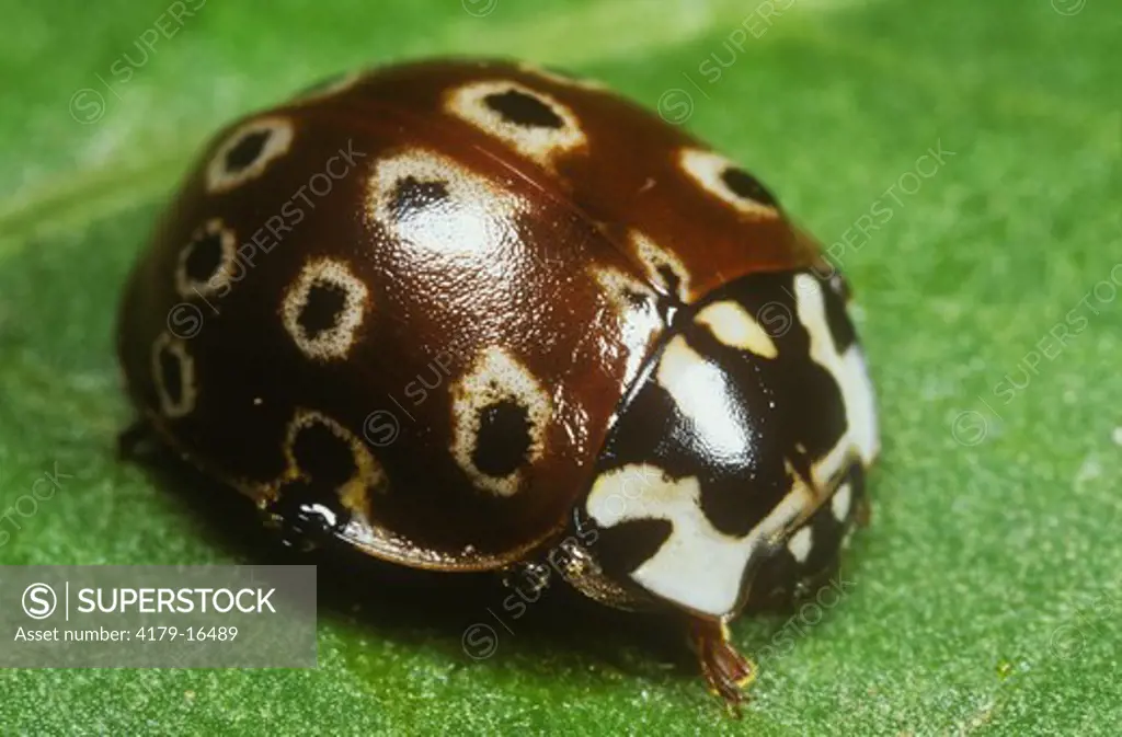 Lady Bug or Ladybird Beetle (Anatis mali), Ithaca, NY