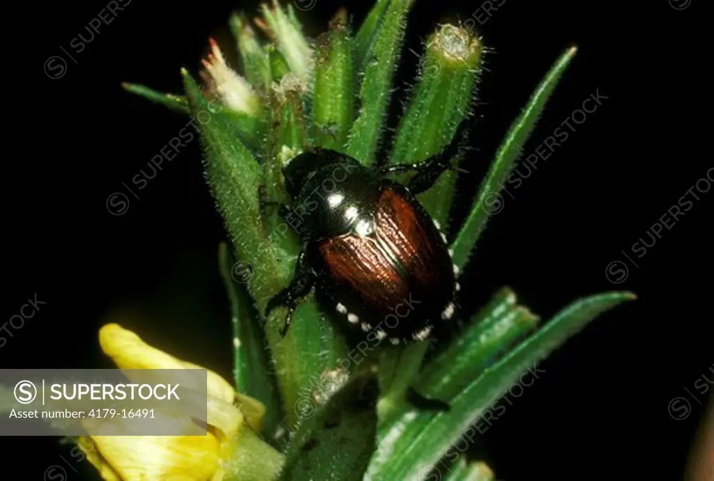 Japanese Beetle (Popilia japonica) Ithaca, NY