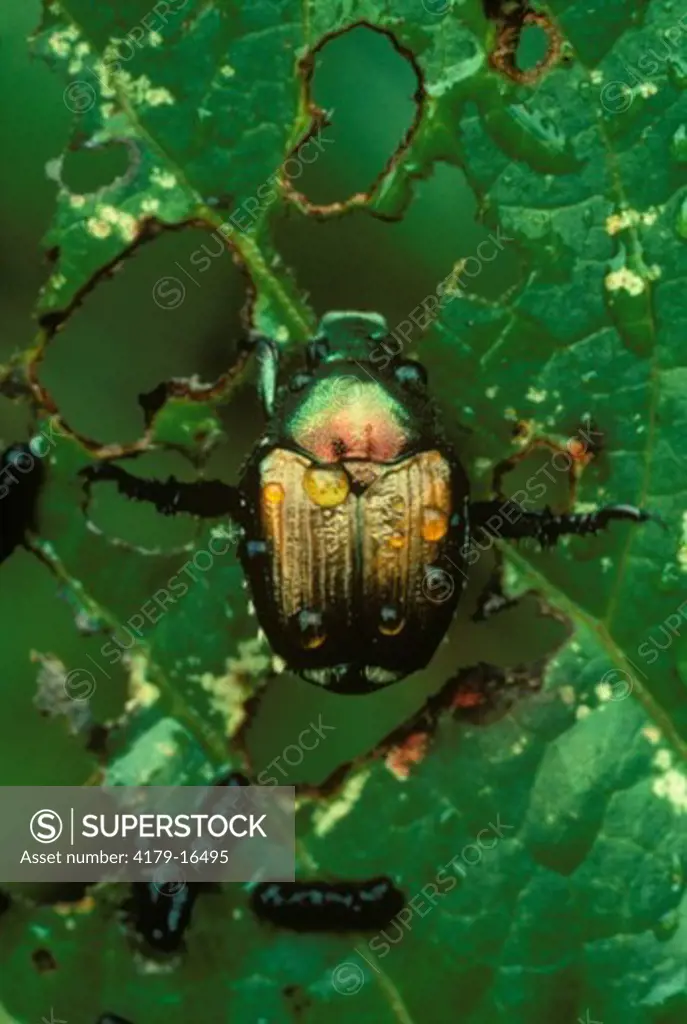 Japanese Beetle (Papillio japonica) insect pest, Ithaca, NY