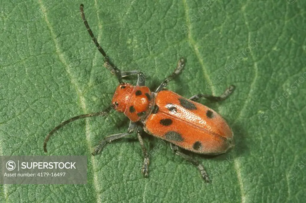 Red Milkweed Beetle (Tetraopes trtrophthalmus), Central NY