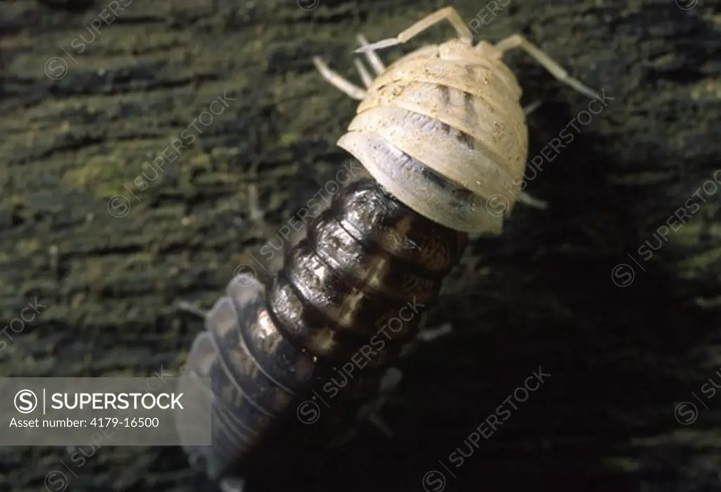 Sowbug molting exoskeleton (Oniscus sp.) Ithaca, NY