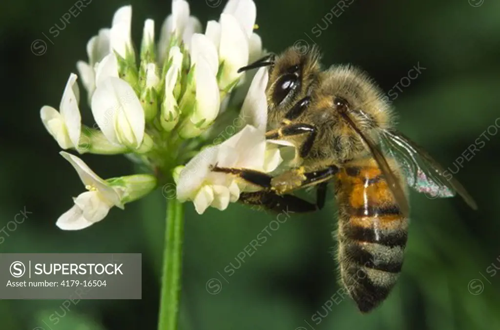 Honeybee on white clover in suburban lawn (Apis mellifera) Ithaca, NY