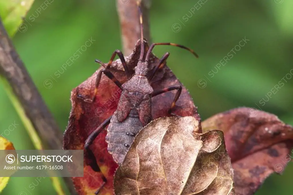 Leaffooted bug nymph resting on like-colored leaf (Coreidae) Ithaca, NY