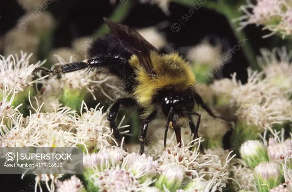 Bumblebee foraging on boneset flower (Bombus sp.) Ithaca, NY